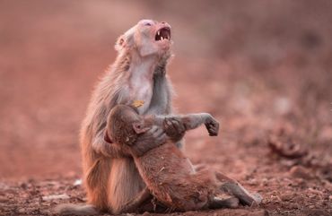 Cette photo a été prise par le photographe indien Avinash Lodhi à Jabalpur Cette photo a été prise par le photographe indien Avinash Lodhi à Jabalpur
