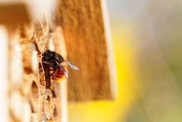 Abeilles, Syrphes et Papillons : Sauvons nos pollinisateurs Abeilles, Syrphes et Papillons : Sauvons nos pollinisateurs