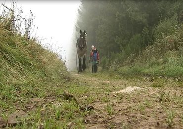 Une vraie aventure "nature" : du débardage en forêt avec un cheval de trait Une vraie aventure "nature" : du débardage en forêt avec un cheval de trait