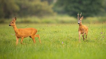 La nature racontée : La folle course amoureuse du chevreuil La nature racontée : La folle course amoureuse du chevreuil