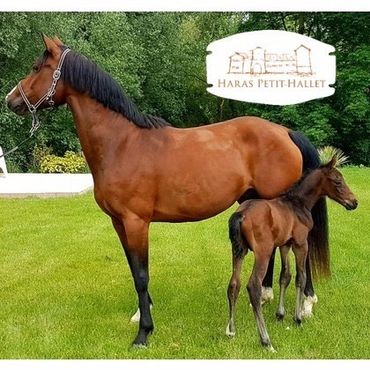 Que vous cherchiez un endroit en Belgique pour héberger vos poulains, jeunes chevaux, poulinières ou chevaux à la retraite, le Haras Petit-Hallet est l'endroit idéal ! Que vous cherchiez un endroit en Belgique pour héberger vos poulains, jeunes chevaux, poulinières ou chevaux à la retraite, le Haras Petit-Hallet est l'endroit idéal !