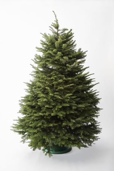 Sapin de Noël : naturel ou artificiel ? Sapin de Noël : naturel ou artificiel ?
