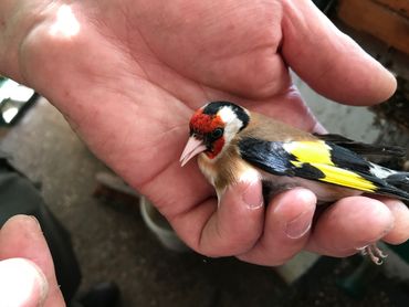 Certains oiseaux sont blessés et devront passer plus de temps en revalidation Certains oiseaux sont blessés et devront passer plus de temps en revalidation