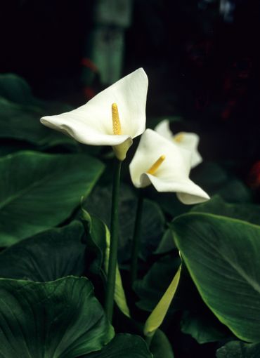 15 plantes dépolluantes faciles à entretenir 15 plantes dépolluantes faciles à entretenir