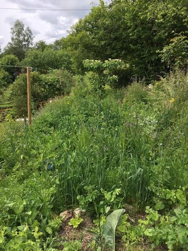Comment accueillir la vie sauvage au jardin via des aménagements spécifiques ? Comment accueillir la vie sauvage au jardin via des aménagements spécifiques ?
