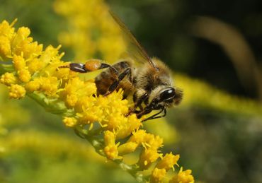 Germany Counts Its Insects Germany Counts Its Insects