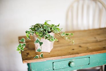 Les plantes d'intérieur, de vrais filtres à pollution ! Les plantes d'intérieur, de vrais filtres à pollution !