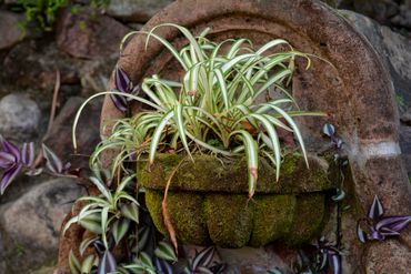 15 plantes dépolluantes faciles à entretenir 15 plantes dépolluantes faciles à entretenir