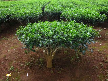 camelia sinensis camelia sinensis
