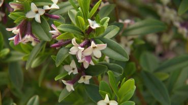 La bourse aux plantes de Glimes où on échange, vend et achète tout ce qui concerne le jardin La bourse aux plantes de Glimes où on échange, vend et achète tout ce qui concerne le jardin