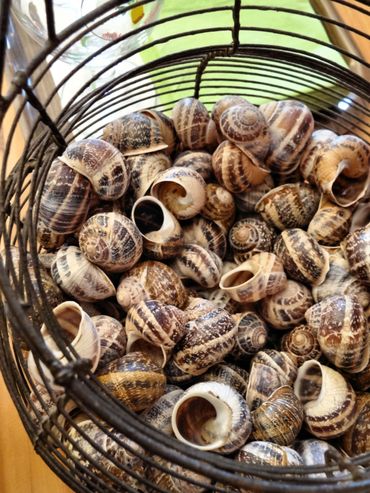 La marque déposée "Escargots Petits-Gris de Namur®" La marque déposée "Escargots Petits-Gris de Namur®"