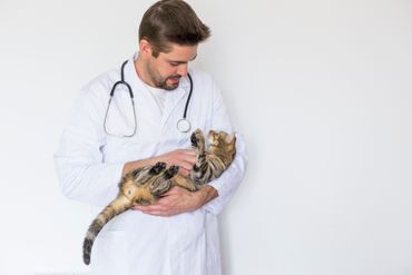 Assurances soins de santé animaux Assurances soins de santé animaux