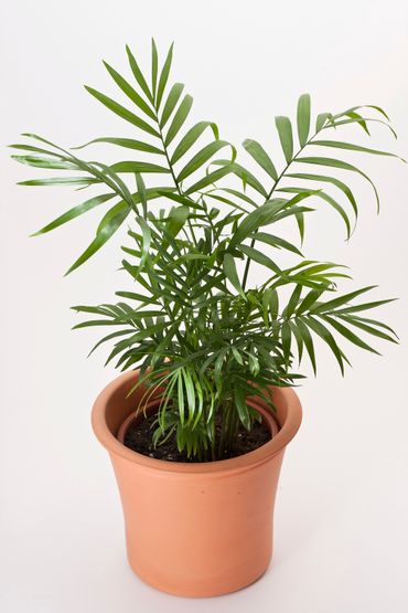 15 plantes dépolluantes faciles à entretenir 15 plantes dépolluantes faciles à entretenir