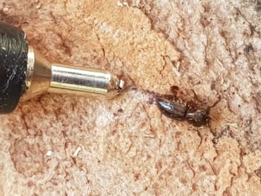 Le scolyte ravageur ne mesure que 2 mm. Le scolyte ravageur ne mesure que 2 mm.