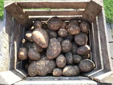 Les pommes de terre cultivées par cet agriculteur sont destinées à l'industrie de la frite Les pommes de terre cultivées par cet agriculteur sont destinées à l'industrie de la frite