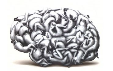 cerveau cerveau