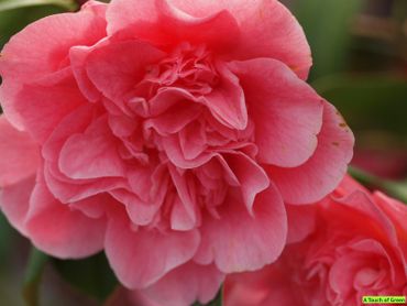 Camellia japonica 'Mathotiana Rosea' Camellia japonica 'Mathotiana Rosea'