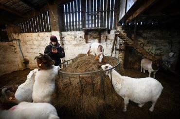 Un ouvrier agricole filme des chèvres pour un appel Zoom à Cronkshaw Fold Farm, Rossendale, nord-ouest de l'Angleterre, le 9 février 2021 Un ouvrier agricole filme des chèvres pour un appel Zoom à Cronkshaw Fold Farm, Rossendale, nord-ouest de l'Angleterre, le 9 février 2021