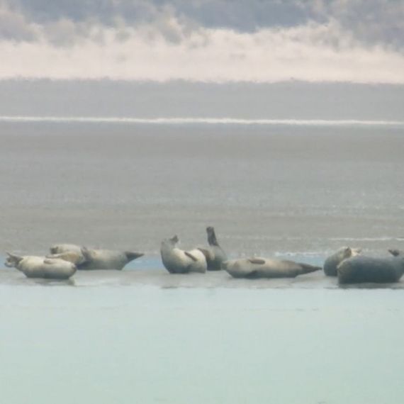 Les phoques adorent venir se reposer sur les bancs de sable à marée basse. C’est pour eux une occasion de reprendre des forces après une belle partie de pêche, de se réchauffer un peu. Ce n’est pas absolument indispensable à leur survie, mais pourquoi refuser un peu de confort ? Les phoques adorent venir se reposer sur les bancs de sable à marée basse. C’est pour eux une occasion de reprendre des forces après une belle partie de pêche, de se réchauffer un peu. Ce n’est pas absolument indispensable à leur survie, mais pourquoi refuser un peu de confort ?