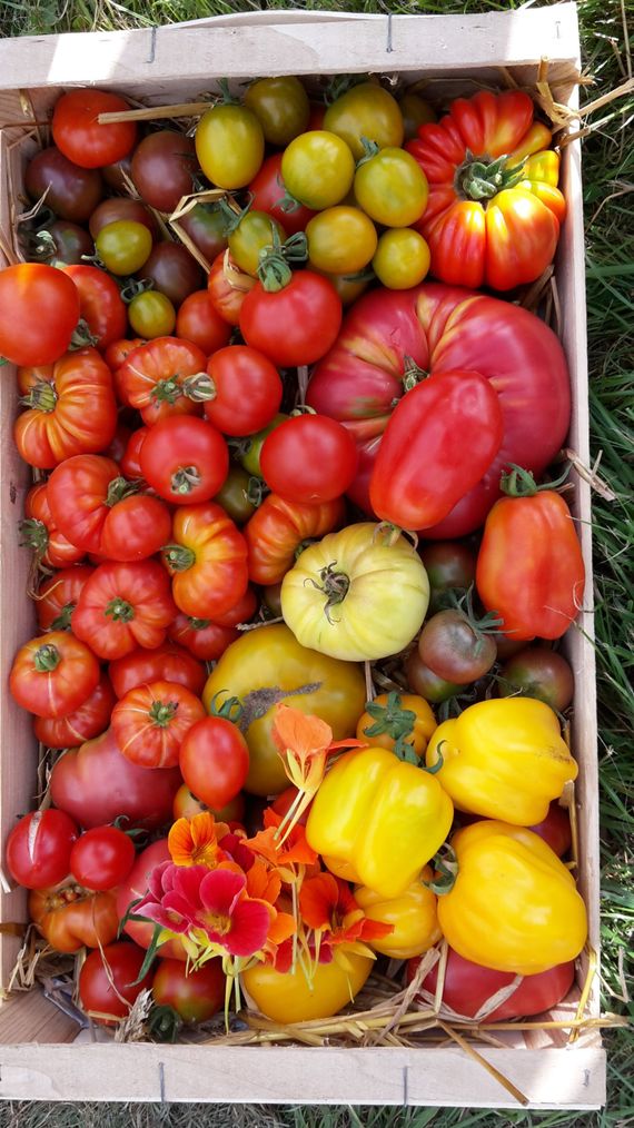 Leur spécialité : les variétés anciennes de tomates (18 sortes différentes) et les légumes oubliés. Leur spécialité : les variétés anciennes de tomates (18 sortes différentes) et les légumes oubliés.