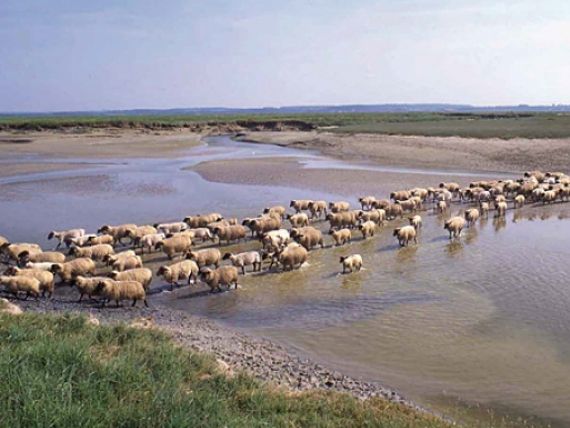 L’Agneau des Prés-salés de la Baie de Somme est une appellation d'origine contrôlée (AOC) de viande ovine bouchère française.
L’Agneau des Prés-salés de la Baie de Somme est une appellation d'origine contrôlée (AOC) de viande ovine bouchère française.