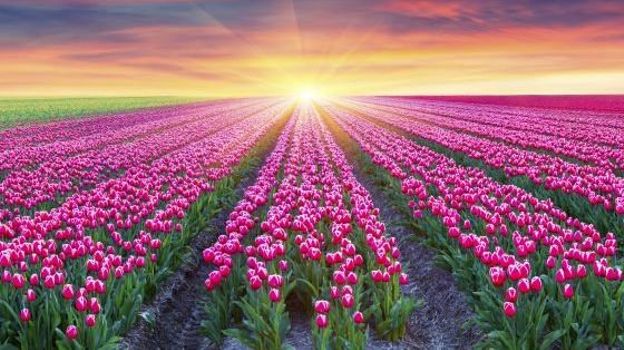 Résultat de recherche d'images pour "BEAU CHAMPS DE FLEURS"