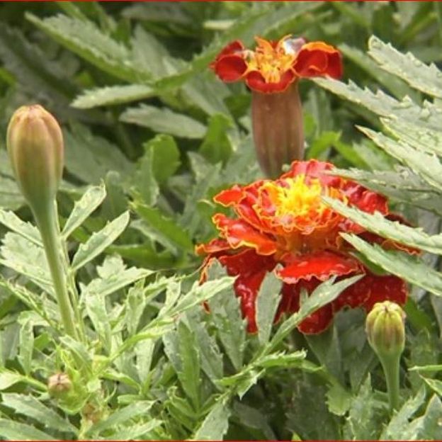 Des tagètes sont plantées parmi les rosiers pour lutter contre les nématodes dans le sol Des tagètes sont plantées parmi les rosiers pour lutter contre les nématodes dans le sol