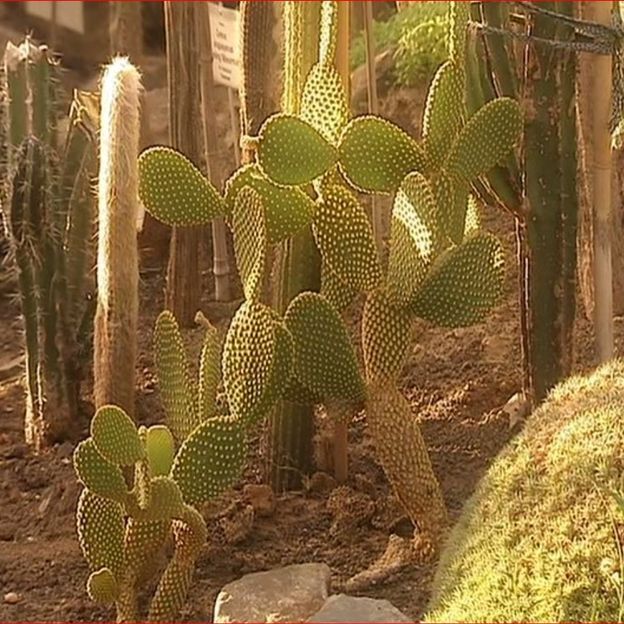collection de cactus - observatoire du monde des plantes- ULG collection de cactus - observatoire du monde des plantes- ULG