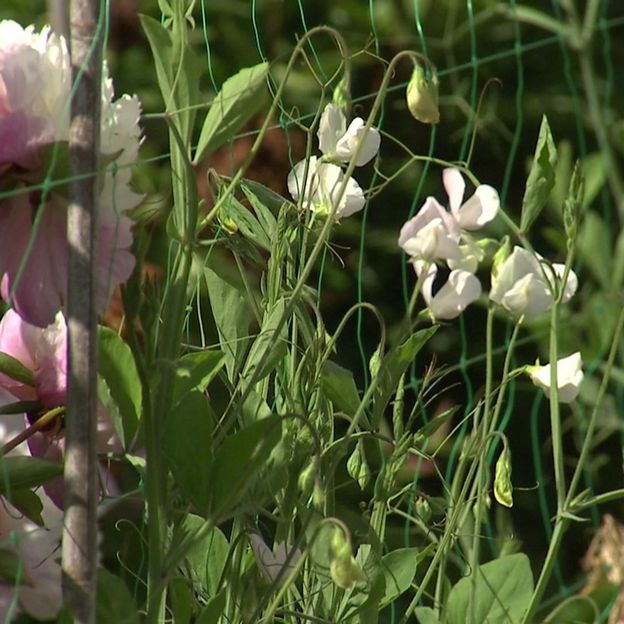 Encore et toujours des pois de senteur Encore et toujours des pois de senteur