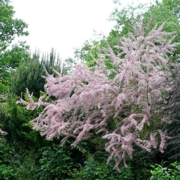 Betty, la jardinière qui partage ses coups de coeur avec ses "potes aux fleurs" Betty, la jardinière qui partage ses coups de coeur avec ses "potes aux fleurs"