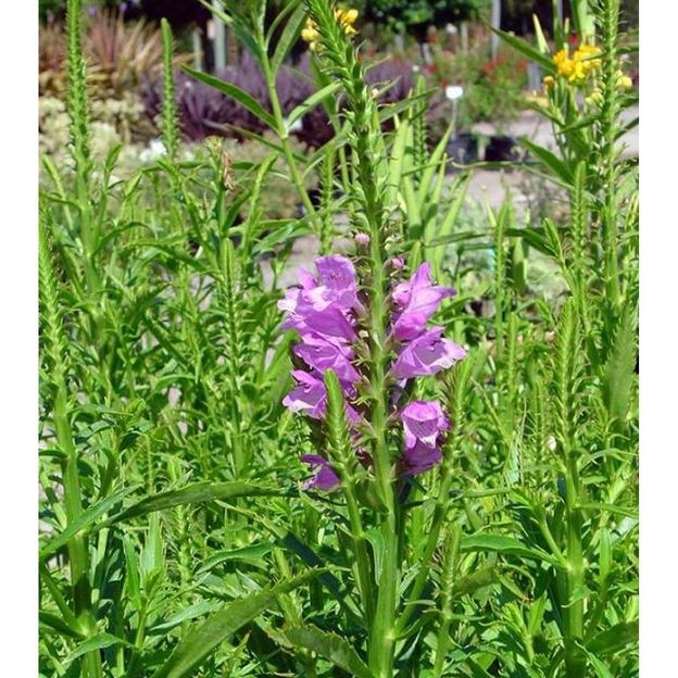 Les fleurs sont toutes alignées sur un même axe Les fleurs sont toutes alignées sur un même axe