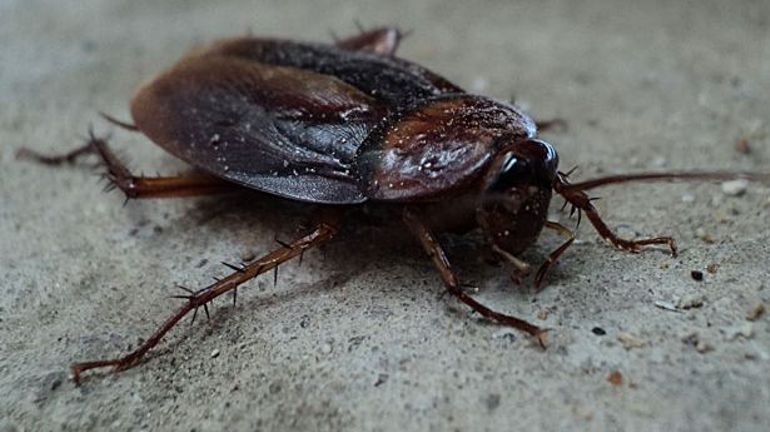 Les Cafards Vont Ils Sur Les Humains Les cafards seront-ils bientôt "invincibles"