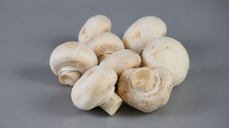 5 Questions Sur Les Champignons De Paris