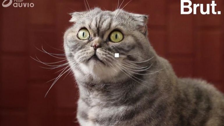 A Quoi Servent Les Moustaches Du Chat Se repérer, se faufiler… Mais à quoi les moustaches du chat servent-elles?