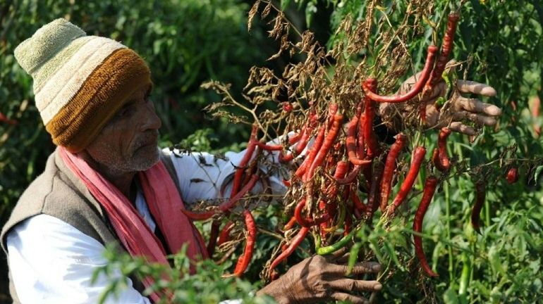 "Carolina Reaper": le piment le plus fort du monde provoque des migraines fulgurantes