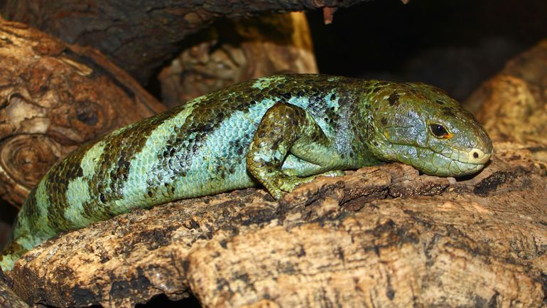 Naissance Rare D Un Corucia Zebrata Un Saurien Au Serpentarium De Blankenberge