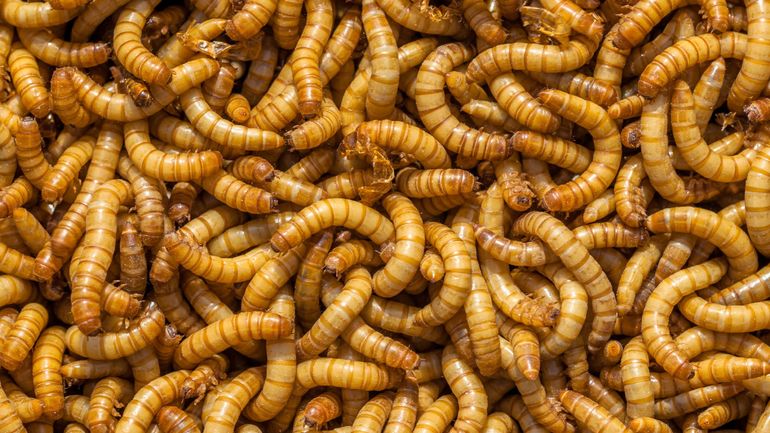 Les Insectes Solution Locale Et Durable Pour L Alimentation Animale Et Vegetale