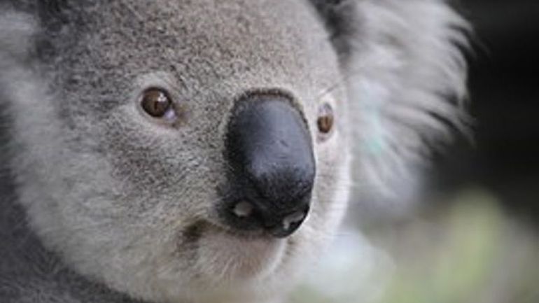 Le Koala En Savoir Plus