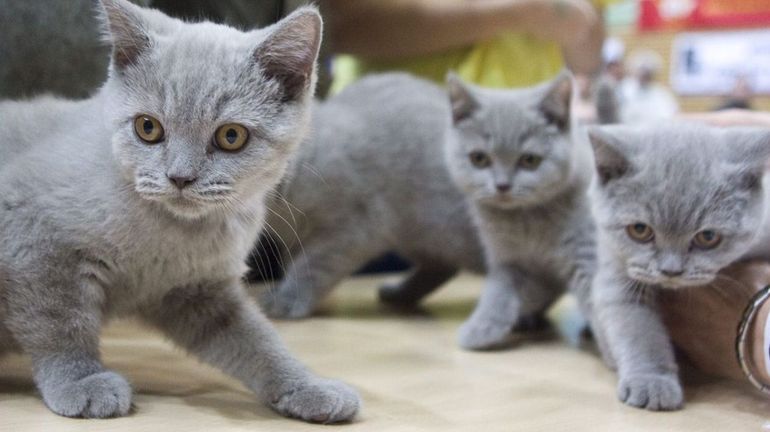 Situation Difficile A La Spa De Charleroi Qui Est Amenee A Recueillir Des Chats Par Dizaines