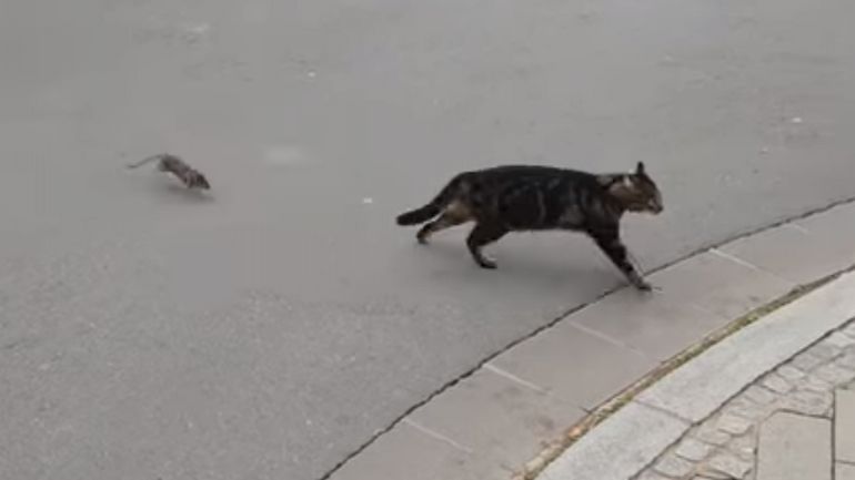 Tel Est Pris Qui Croyait Prendre Un Rat Terrorise Un Chat Au Luxembourg