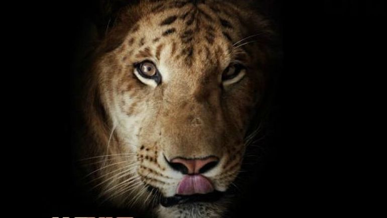 A La Rencontre Du Ligre Un Croisement Entre Un Tigre Et Un Lion