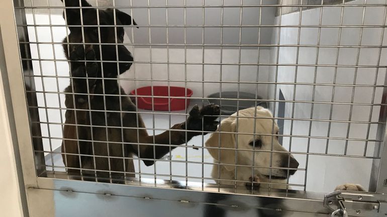 Perwez les animaux de "Sans Collier", stars du petit