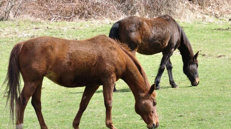 Charleroi la SPA a recueilli sept chevaux en piteux état