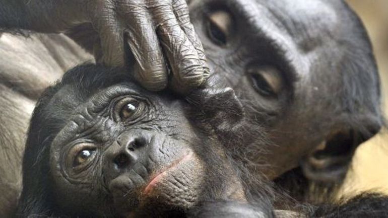 Le Chainon Manquant Entre Le Singe Et L Homme Chaînon manquant: le génome du Bonobo enfin décrypté