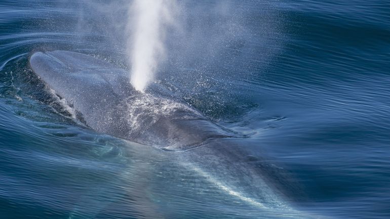 Les baleines à la rescousse face au changement climatique ? Ce sont d