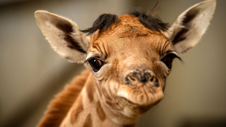 Naissance Du Petit Girafon Valeye A Planckendael