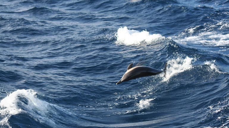 Les Dauphins Accro Au Poisson Globe