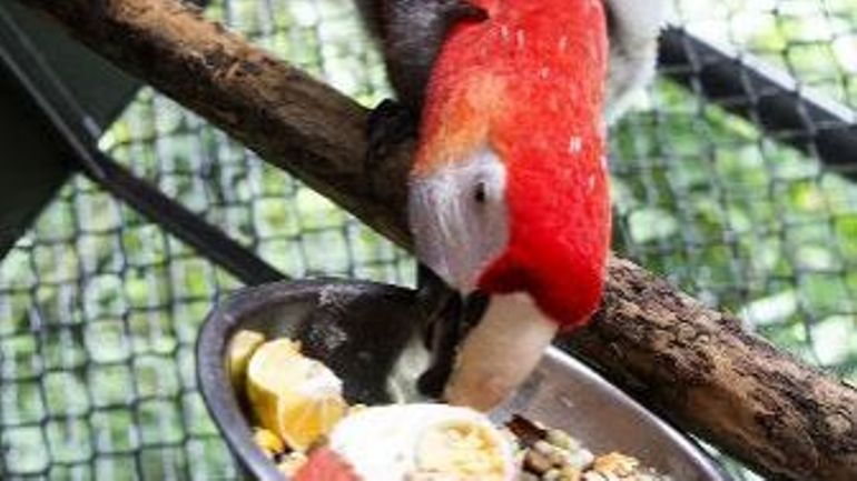 Costa Rica les animaux exotiques de compagnie, une