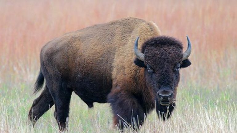 Le bison devient officiellement le mammifère national des Etats-Unis