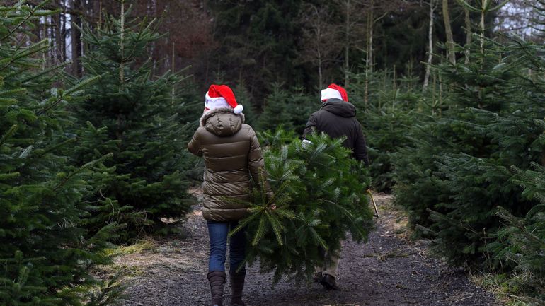Comment Bien Choisir Son Sapin De Noel